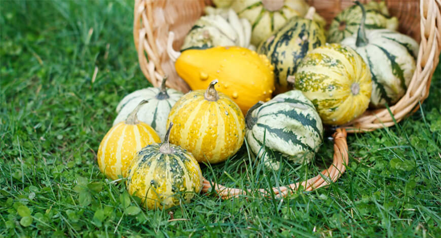 Most early plant patents were roses