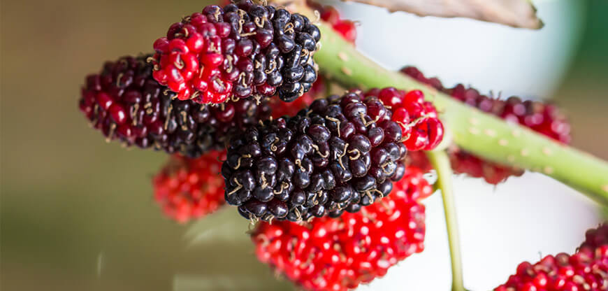 Health Benefits of a Raw Food