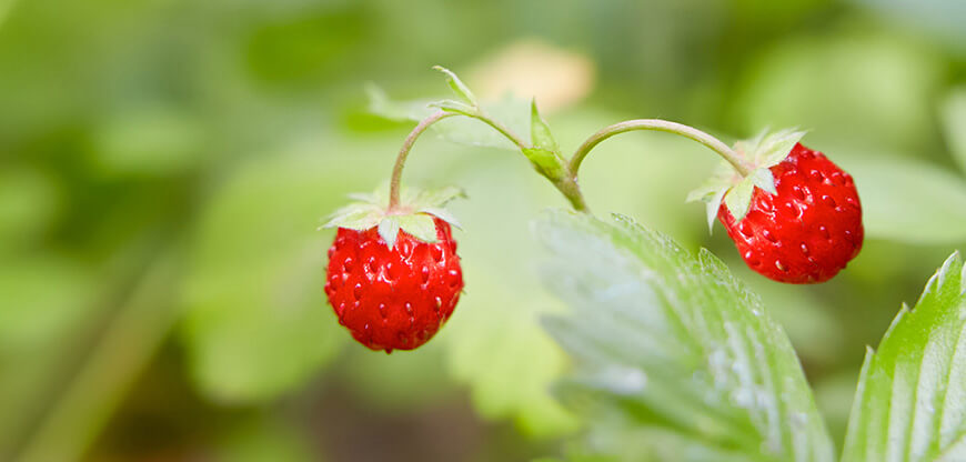 Best Organic Garden Fertilisers