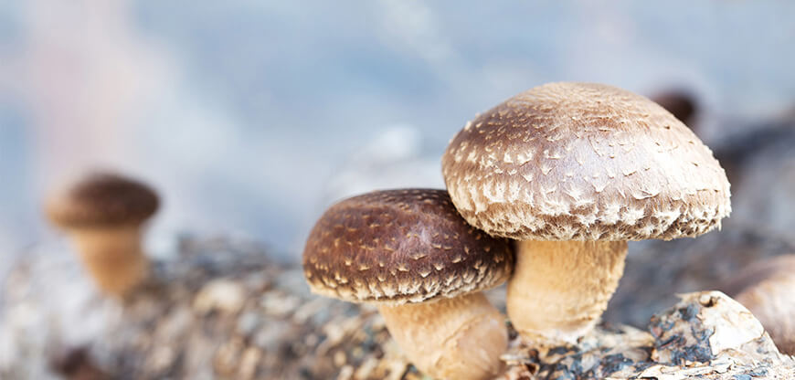 5 Ways to Live an Organic Lifestyle